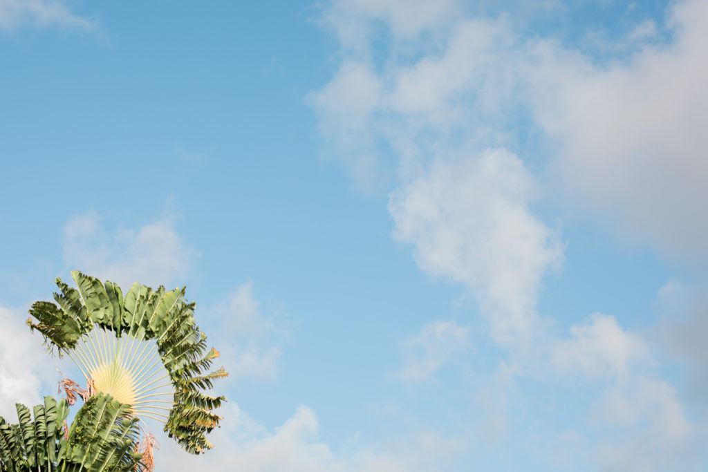 Photo of Palm Tree and Sky in St. Croix